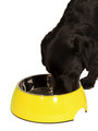 Kakadu Pet Bowl View 1