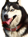 Kakadu Pet Red Rope Padded Collar View 2