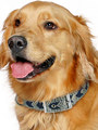 Kakadu Pet One Way Padded Collar View 2