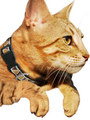 Kakadu Pet Aztec Collar View 2