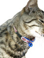 Kakadu Pet San Jose Collar View 2
