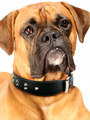 Kakadu Pet Boxer Studded Leather Collar View 2