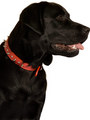 Kakadu Pet Spike Studded Leather Collar View 2