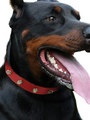 Kakadu Pet Studly Studded Leather Collar View 2