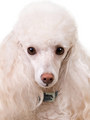 Kakadu Pet 5th Avenue Collar View 2